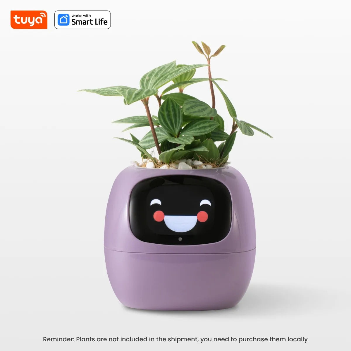 ivy planter purple 